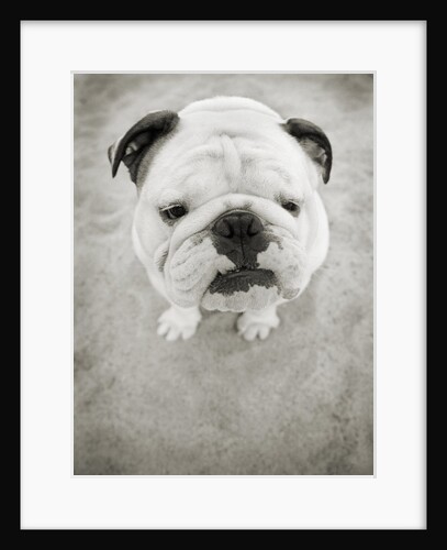 Bulldog Looking up by Anonymous