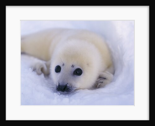 Newborn Harp Seal by Anonymous
