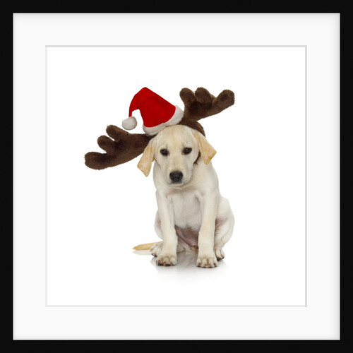 Puppy with Santa Hat and Reindeer Ears by Anonymous