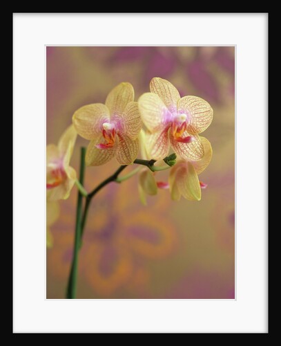 Orchid by Anonymous