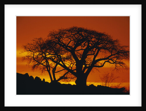 Baobab Trees at Sunset by Anonymous