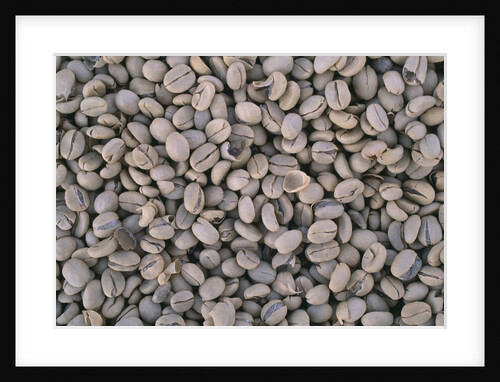 Coffee Beans Drying by Anonymous
