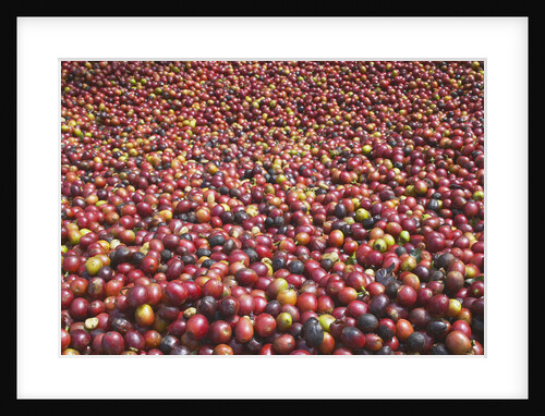 Coffee Cherries by Anonymous