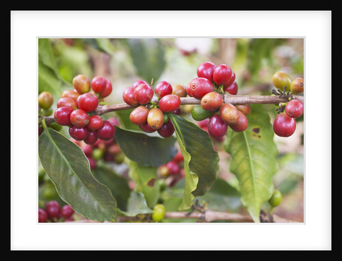 Coffee Cherries by Anonymous