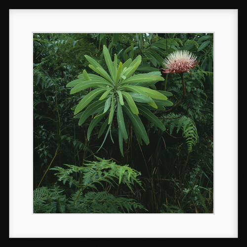 Protea Plant by Anonymous