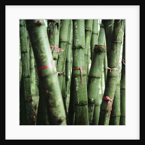 Bamboo Plants by Anonymous