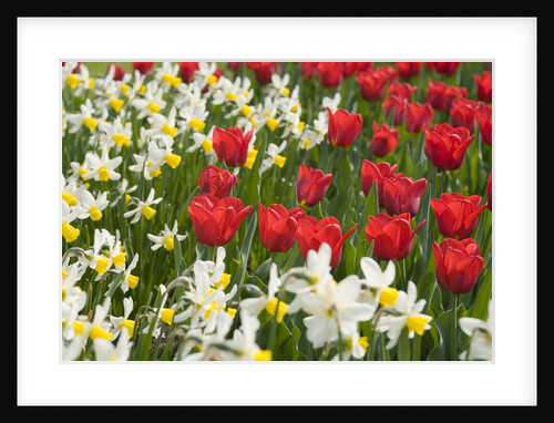 Oscar Tulips and Jack Snipe Narcissus by Anonymous