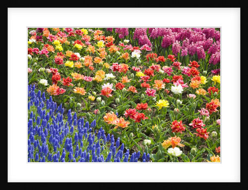 Rows of Flowers in Keukenhof Gardens by Anonymous