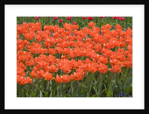 Atje Keulen Tulips by Anonymous