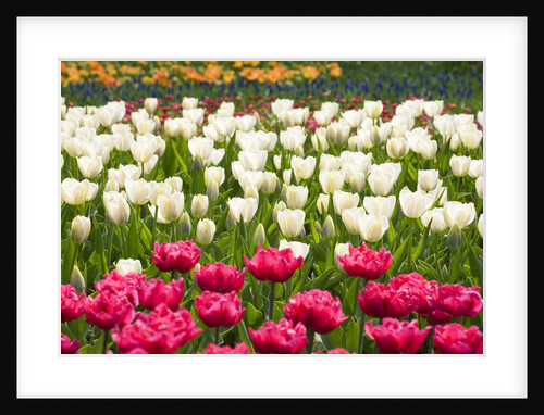 Queen of Marvel and Christmas Marvel Tulips by Anonymous