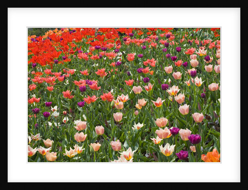 Tulips in Keukenhof Gardens by Anonymous