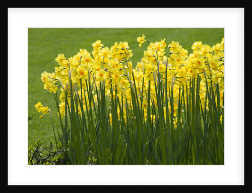 Yellow Martinette Narcissus by Anonymous
