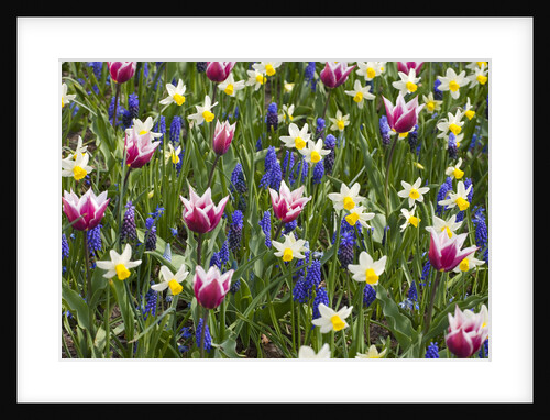 Mixed Tulips and Grape Hyacinth by Anonymous
