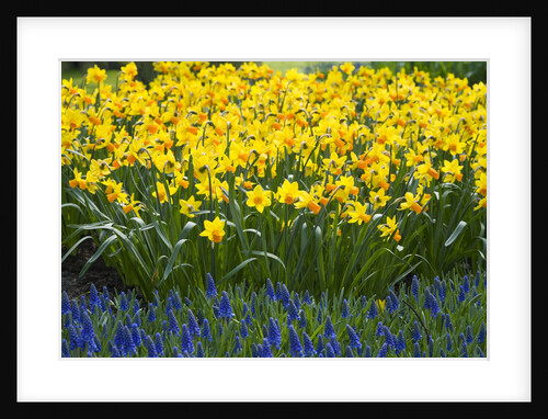 Jetfire Narcissus by Anonymous