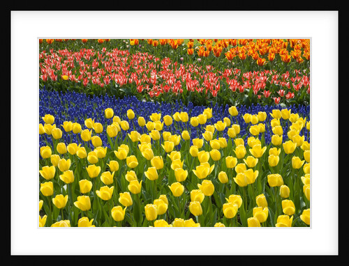 Rows of Tulips in Keukenhof Gardens by Anonymous