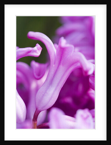 Amethyst Hyacinth by Anonymous
