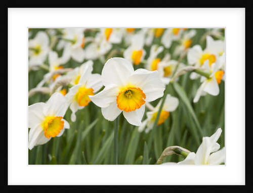 Flowerdrift Narcissus by Anonymous
