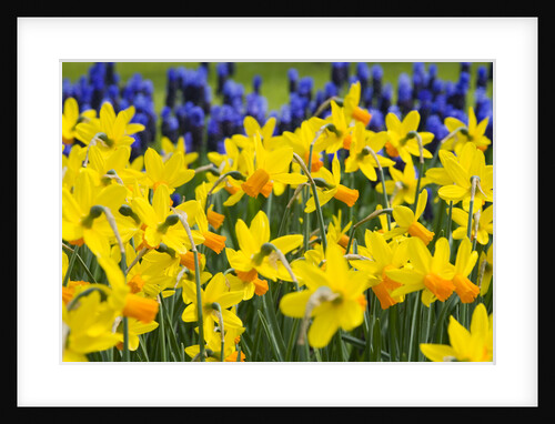 Itzim Narcissus by Anonymous