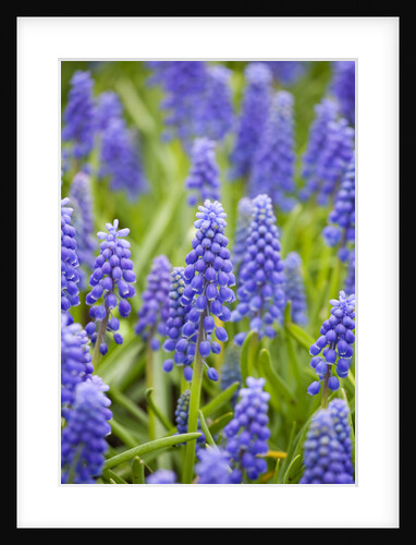 Purple Muscari Armeniacum by Anonymous