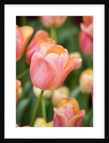 Tequila Sunrise Tulips by Anonymous