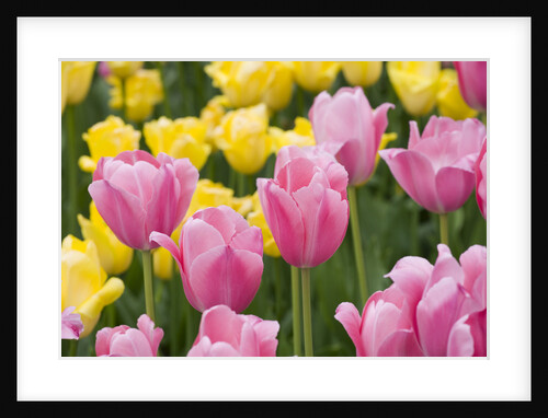 Mirella Tulips by Anonymous