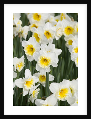 Orange Ice Follies Narcissus by Anonymous