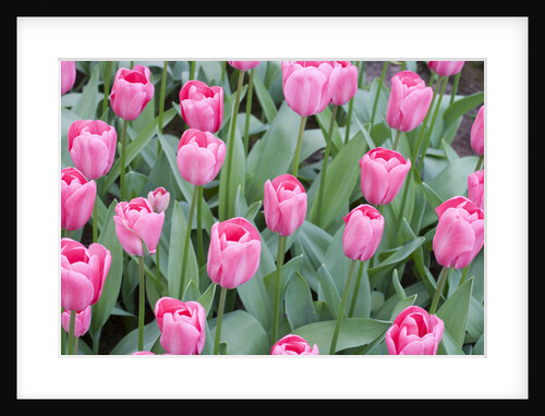 Nico Vos Tulips by Anonymous