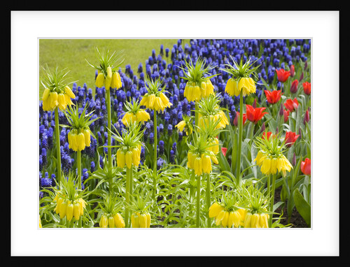Yellow Fritillaria Imperialis by Anonymous