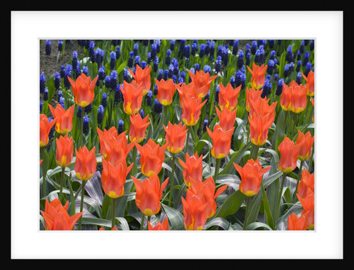 Juan Tulips by Anonymous
