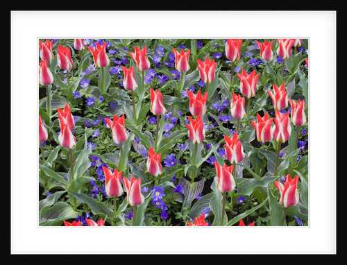 Variegated Plaisir Tulips and Blue Star Anemone by Anonymous