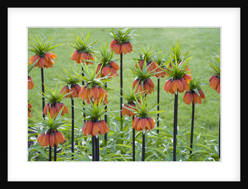 Orange Mozart Fritillaria Imperialis by Anonymous
