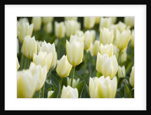 Purissima Tulips by Anonymous