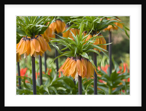 Orange Bloms Orange Perfection Fritillaria Imperialis by Anonymous