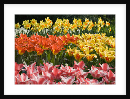 Czar Peter and Juan Tulips by Anonymous