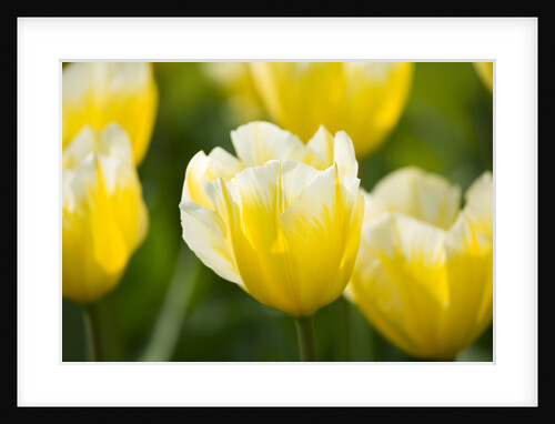 Sweetheart Tulips by Anonymous
