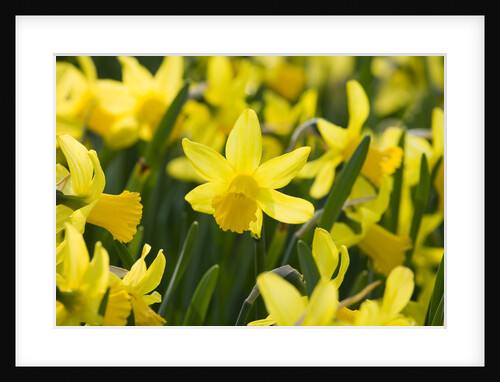 February Gold Narcissus by Anonymous