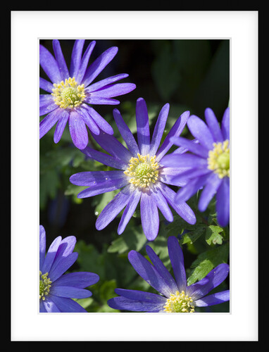 Blue Star Anemone by Anonymous