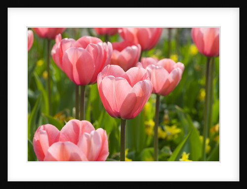 Pink Impression Tulips by Anonymous