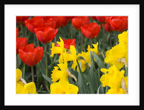 Gold Medal Narcissus and Red Paradise Tulips by Anonymous