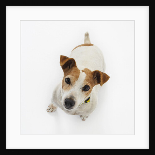 Jack Russell Terrier Looking up by Anonymous