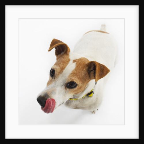 Jack Russell Terrier by Anonymous