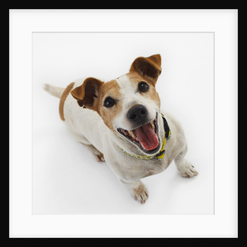 Jack Russell Terrier Panting by Anonymous