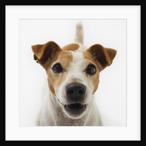 Jack Russell Terrier by Anonymous