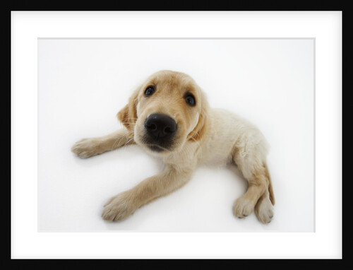 Golden Retriever Puppy Lying Down by Anonymous