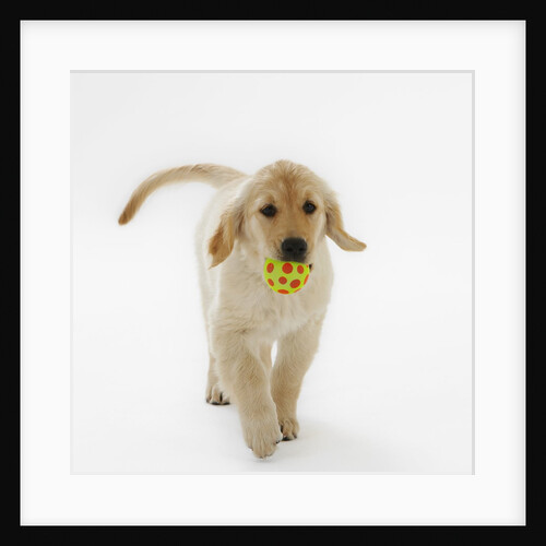 Golden Retriever Puppy Playing with Ball by Anonymous