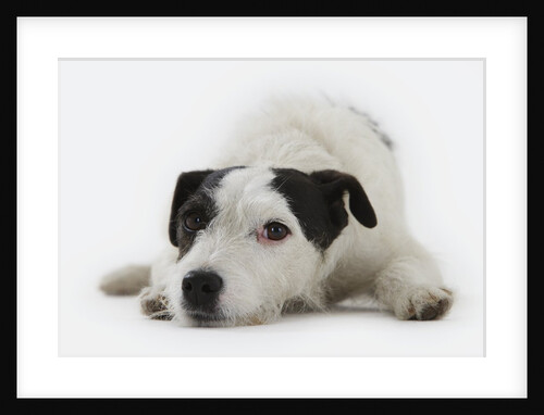 Jack Russell Terrier Lying Down by Anonymous