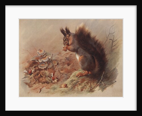 Sciurus Vulgaris: The Common Squirrel by Archibald Thorburn