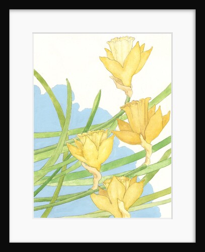 Illustration of Daffodils by Paul Cline