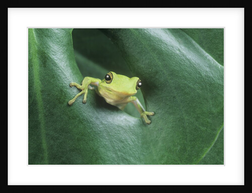 Frog Peeking Out From Leaf by Anonymous