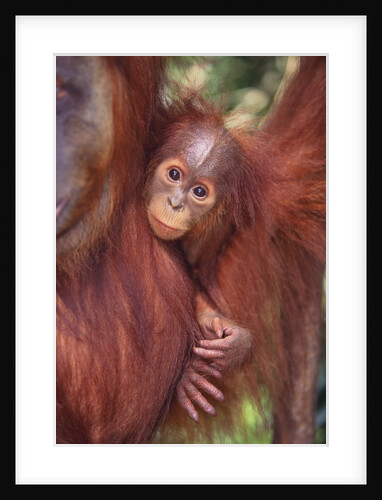 Orangutan and Baby by Anonymous